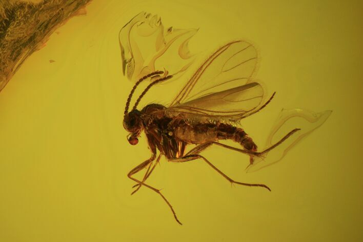 Detailed Fossil Fly (Diptera) In Baltic Amber #58099